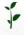 germination