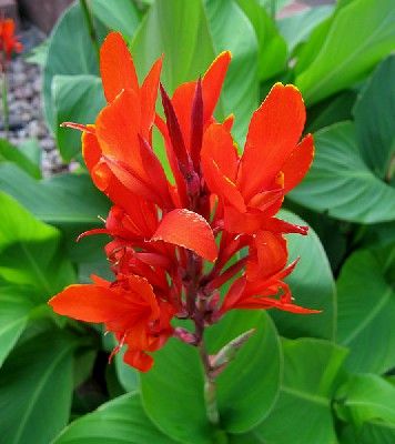 thumb-les-cannas---presentation-et-conse