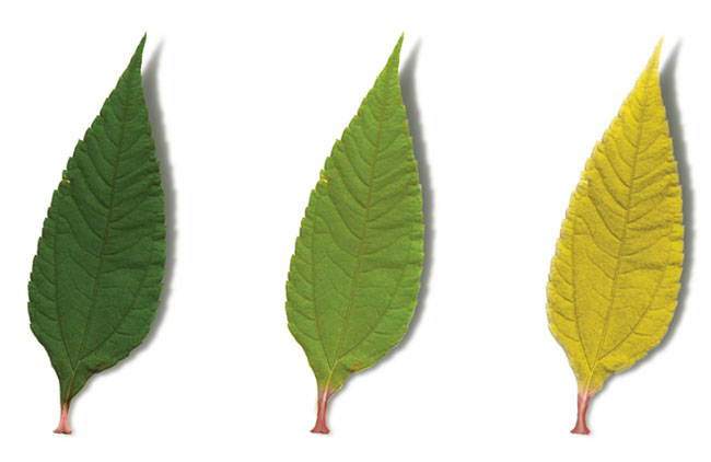 azote-feuilles.jpg