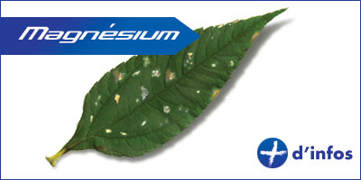 magnesium