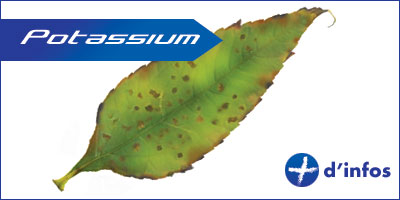 potassium