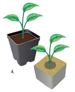 germination