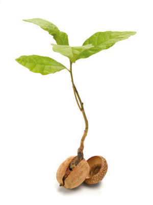 germination