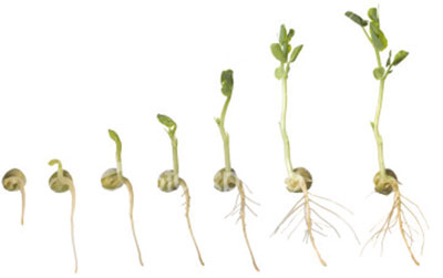 germination