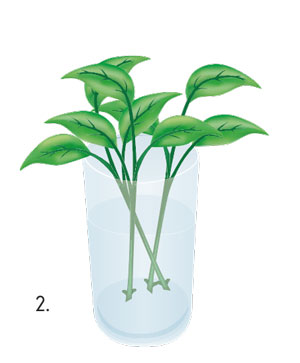 germination