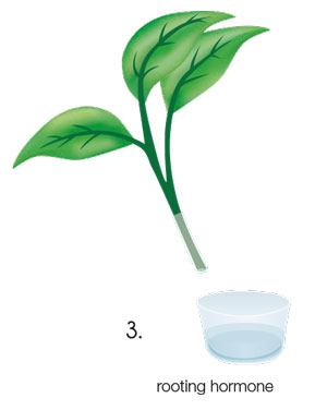 germination