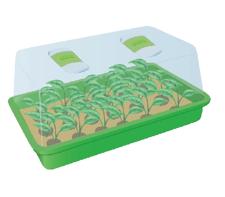 germination