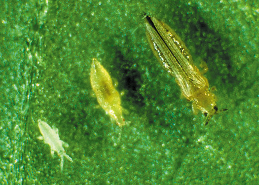 thrips