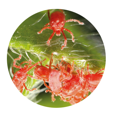 araignée rouge