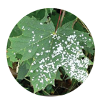 oidium