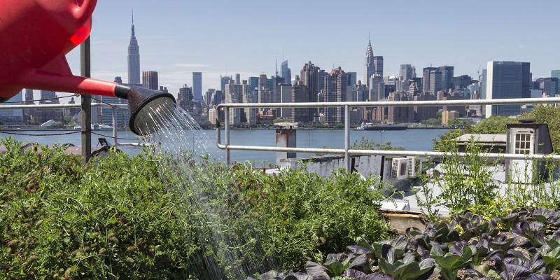 agriculture urbaine