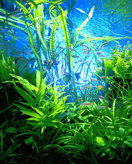 aquarium-amano_63.jpg