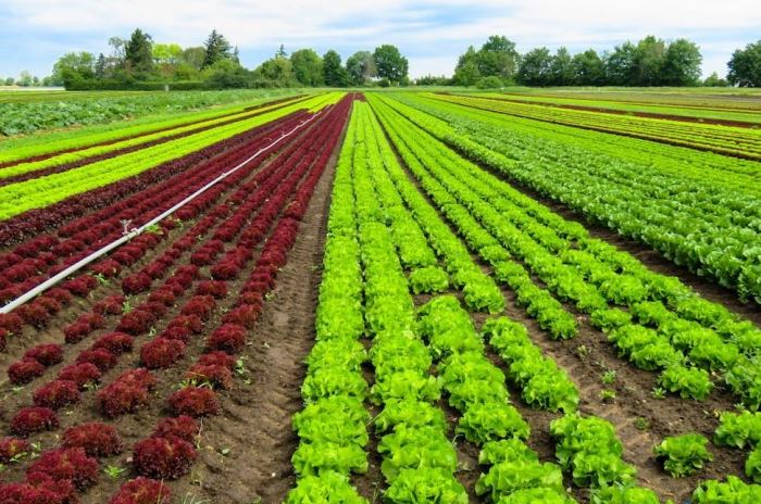 Agricool1.JPG