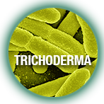 trichoderma.png