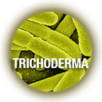 trichoderma1.jpg