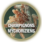 trichoderma2.jpg