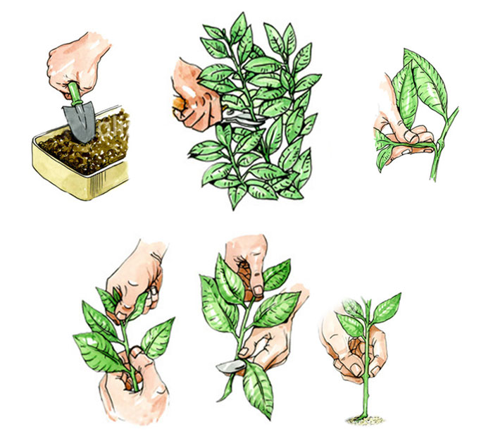 germination