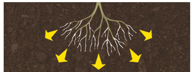 humic fulvic