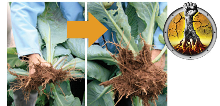 action humic