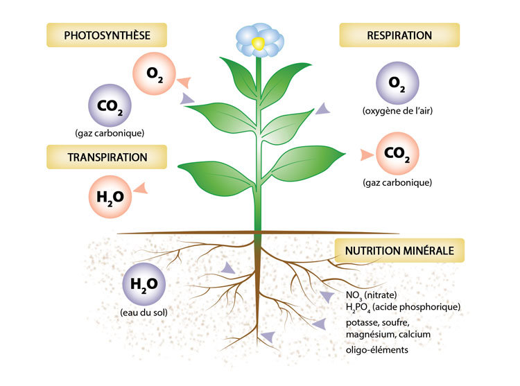 hydroponic bloom et grow