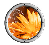 hydroponic bloom