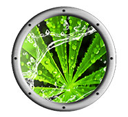 hydroponic grow