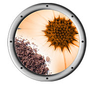 organic bloom