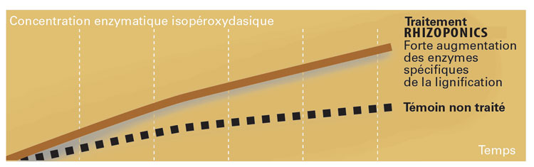 Rhizoponics