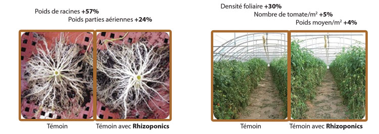 rhizoponics