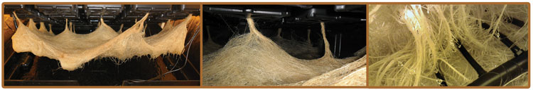 Rhizoponics