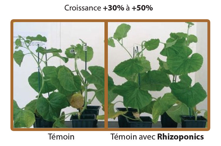 Rhizoponics