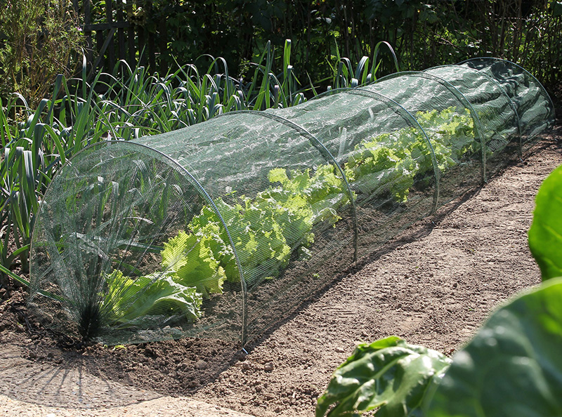 serre jardin