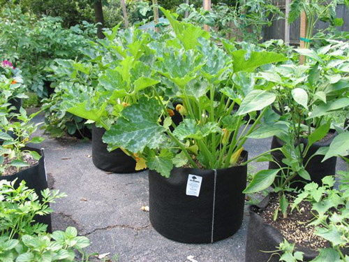 Smart Pot