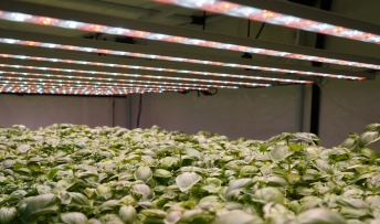 basilic sous led