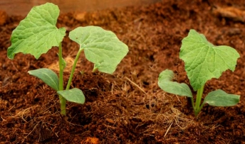 pousse de menthe en fibre de coco
