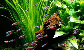 poisson et aquaponie