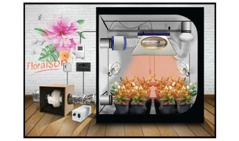 floraison en chambre de culture indoor
