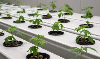 plante hydroponique