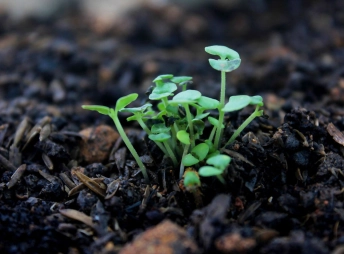 plante dans de l'humus