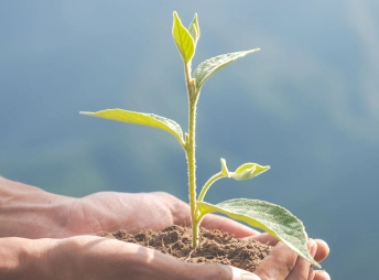 plante dans la main