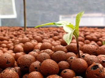 gros plan sur plante poussant dans de l'argile