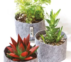 Consiglio Root Pouch