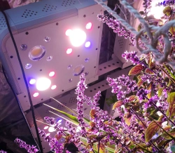 lavande sous led