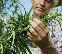 faire pousser du CBD