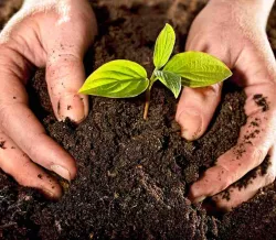 Consigli sui fertilizzanti organici
