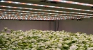 basilic sous led