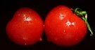 tomate cerise hydroponique