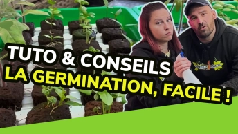 Miniature germination