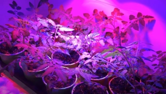 led violette