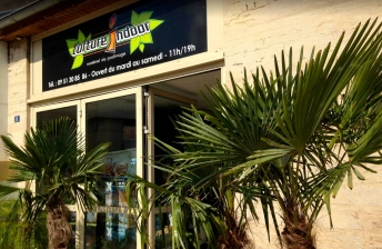 palmier culture indoor